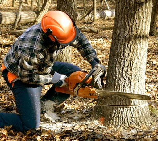 Tree Removal in Chalfont, PA
